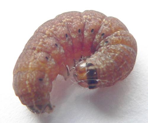 Réf. 64 011 : Conistra rubiginosa