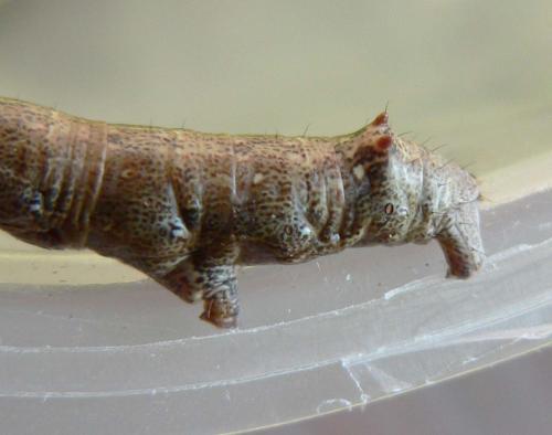 Colotois pennaria