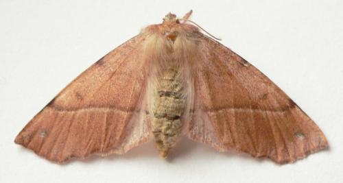 Réf. 64 028 : Colotois pennaria
