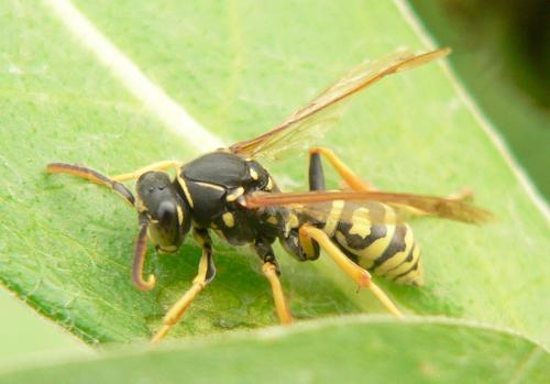 Réf. 64 179 : Polistes biglumis