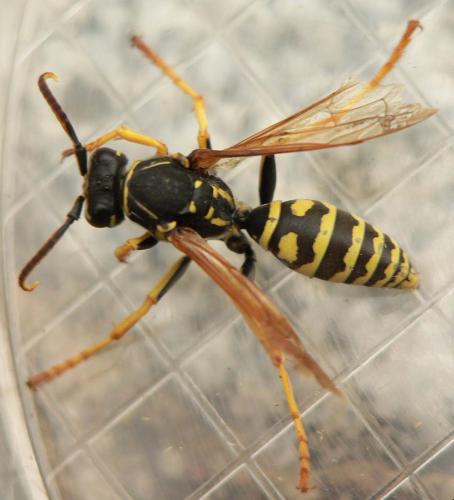 Réf. 64 178 : Polistes biglumis