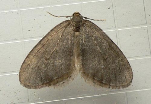 Réf. 64 446 : Operophtera brumata
