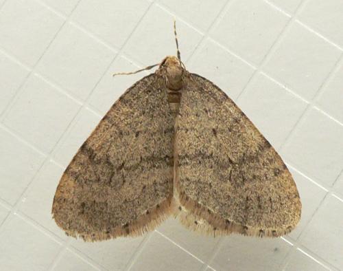 Operophtera brumata