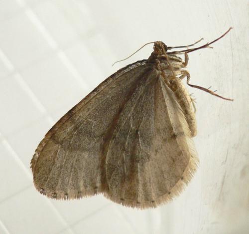 Operophtera brumata
