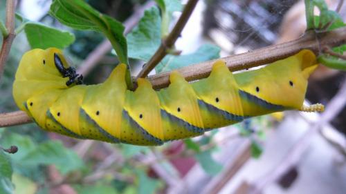 Acherontia atropos