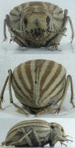 Réf. 64 393 : Earophanta sp.