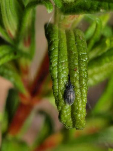 Phrissotrichum tubiferum