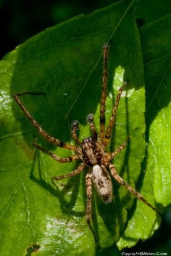 Anyphaena accentuata