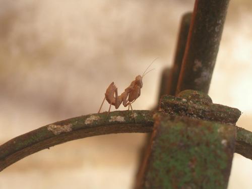 Ameles spallanzania