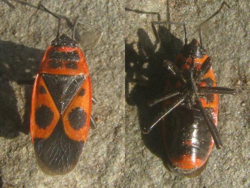 Pyrrhocoris apterus