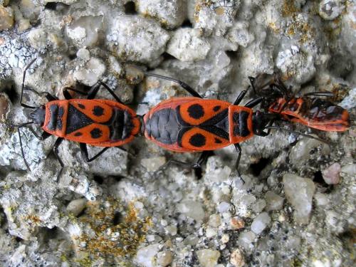 Pyrrhocoris apterus