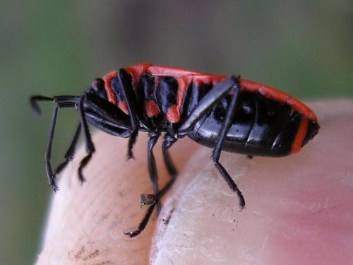 Réf. 64 871 : Pyrrhocoris apterus