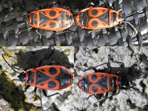 Pyrrhocoris apterus