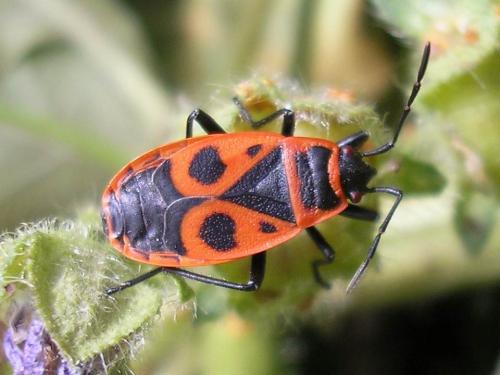 Réf. 64 874 : Pyrrhocoris apterus