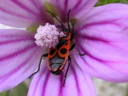 Réf. 64 873 : Pyrrhocoris apterus