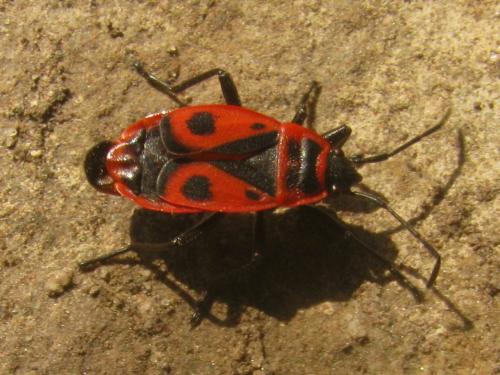 Réf. 64 881 : Pyrrhocoris apterus