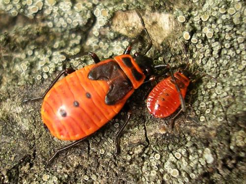 Réf. 64 878 : Pyrrhocoris apterus