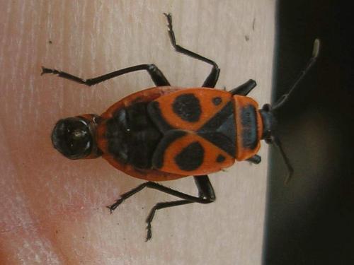 Pyrrhocoris apterus