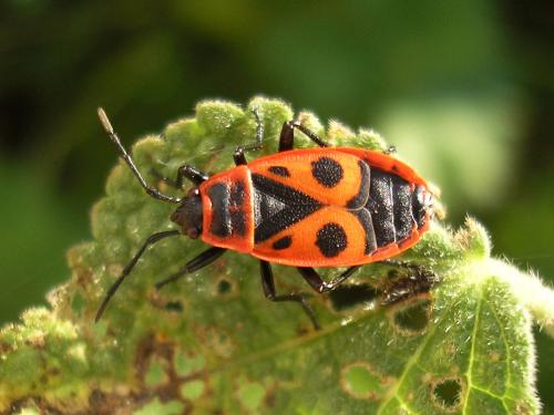 Réf. 64 880 : Pyrrhocoris apterus