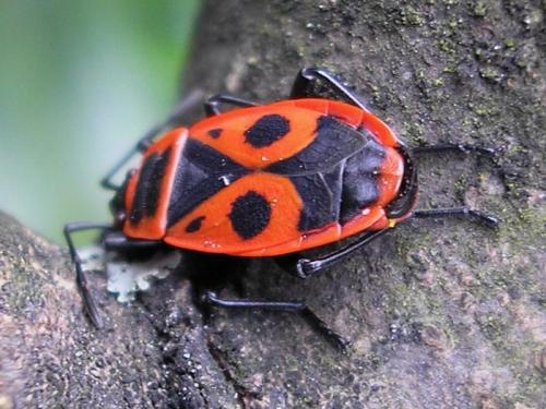 Réf. 64 875 : Pyrrhocoris apterus