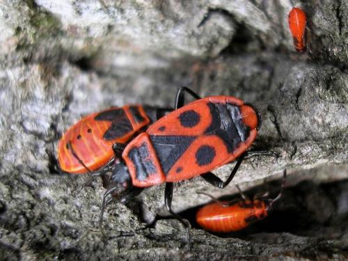 Pyrrhocoris apterus