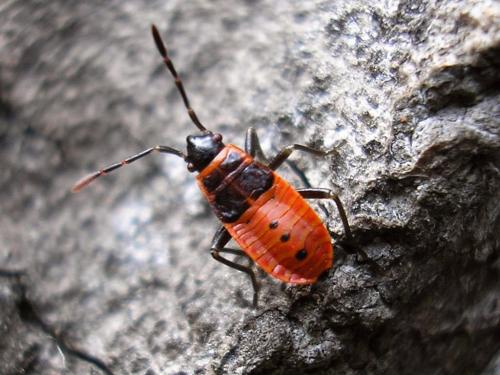 Réf. 64 876 : Pyrrhocoris apterus