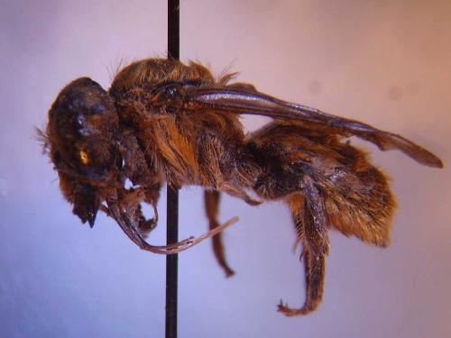 Réf. 64 007 : Hoplitis acuticornis
