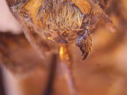 Hoplitis acuticornis