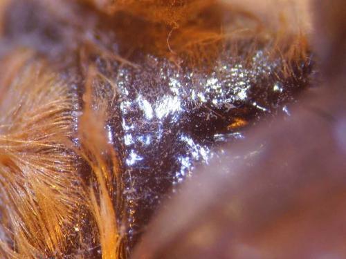 Hoplitis acuticornis