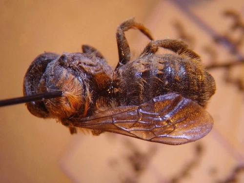 Hoplitis acuticornis