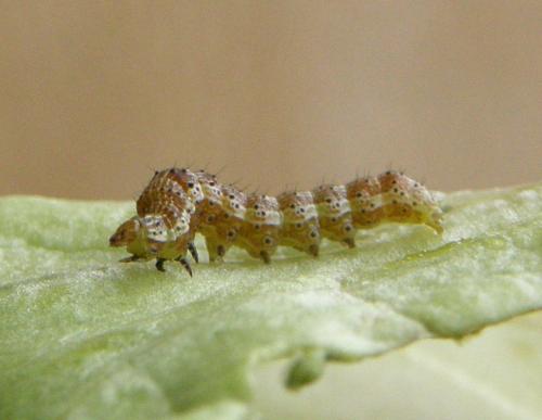 Helicoverpa armigera