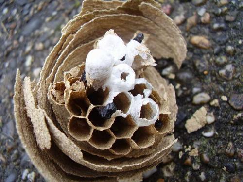 Vespa velutina