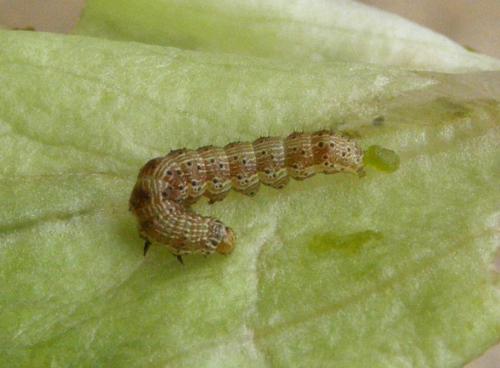 Helicoverpa armigera