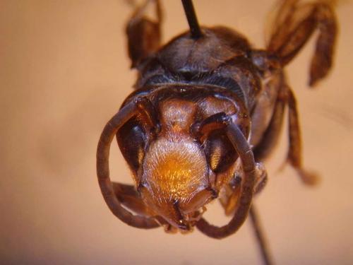 Vespa velutina