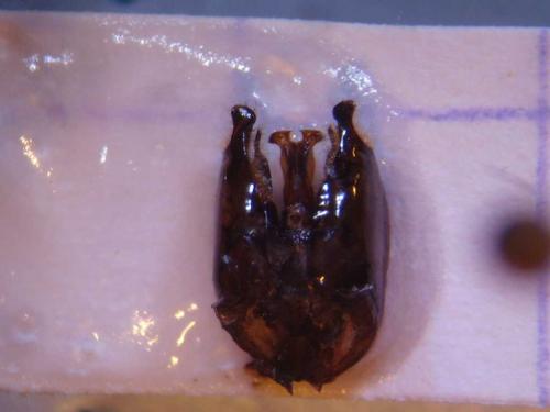 Vespa velutina