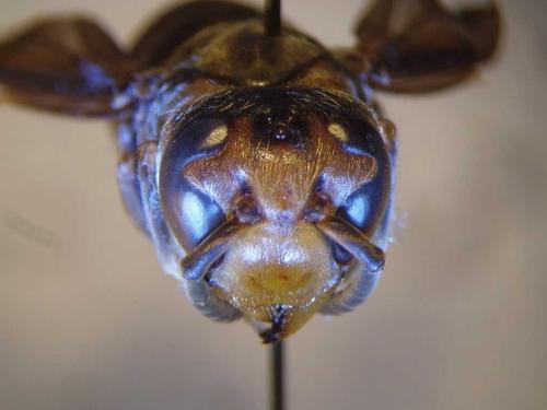 Vespa velutina