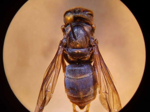 Vespa velutina
