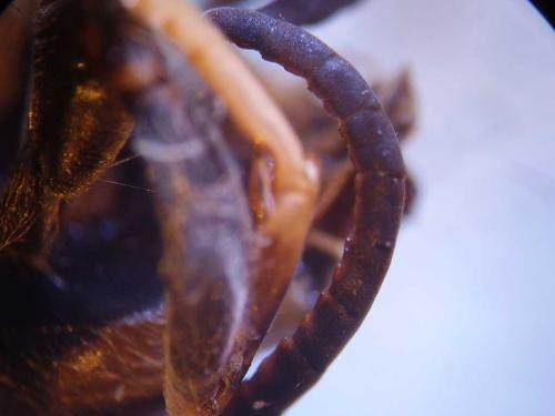 Vespa velutina
