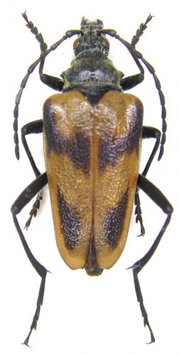 Pachyta lamed