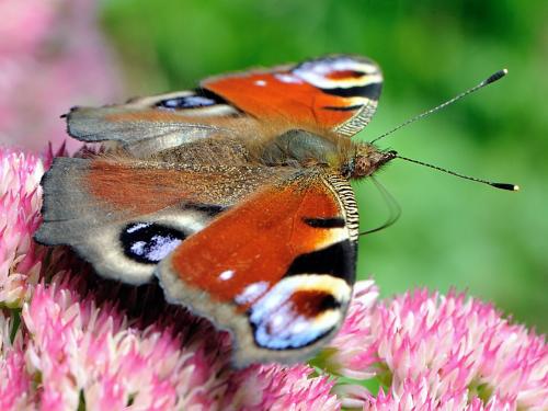 Aglais io
