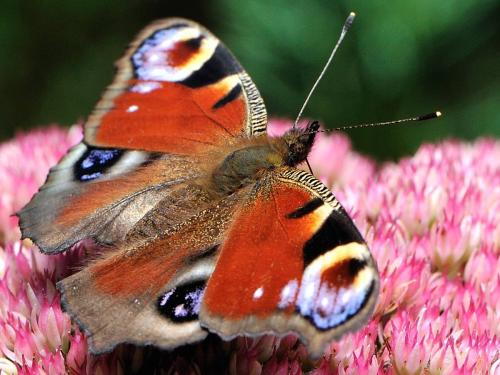 Réf. 64 126 : Aglais io