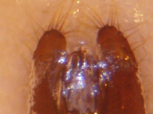 Hylaeus gibbus