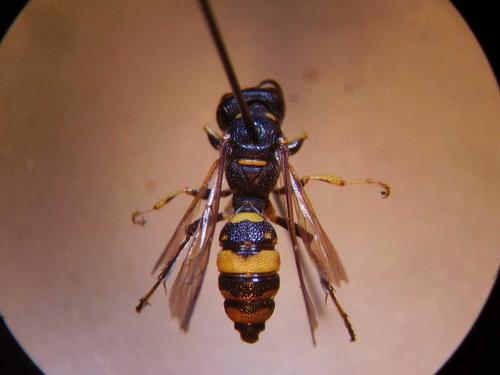 Cerceris rybyensis