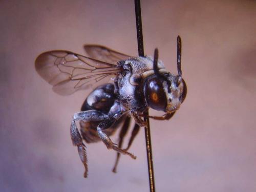 Réf. 64 972 : Epeolus tarsalis
