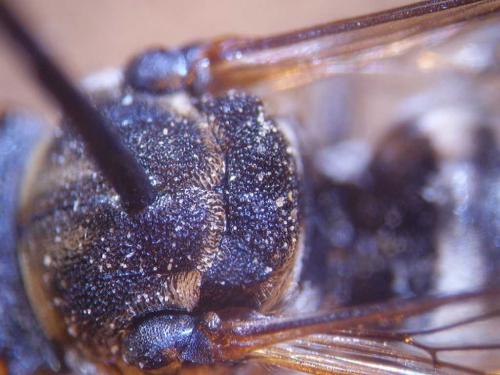 Epeolus tarsalis