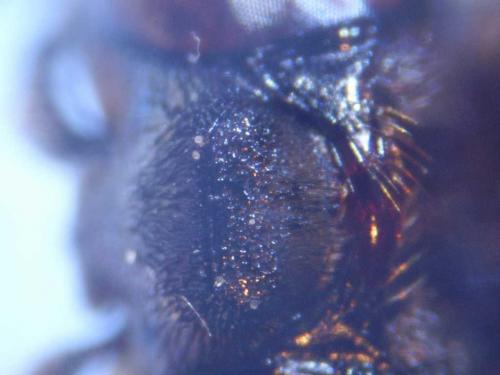Epeolus tarsalis