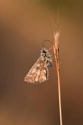 Réf. 64 671 : Pyrgus sp.
