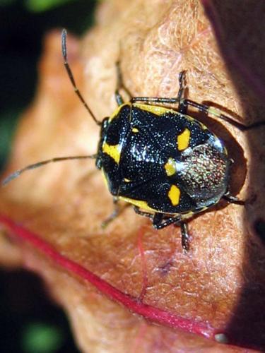 Eurydema oleracea
