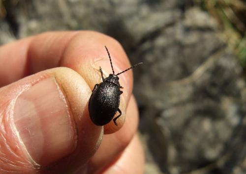 Galeruca tanaceti