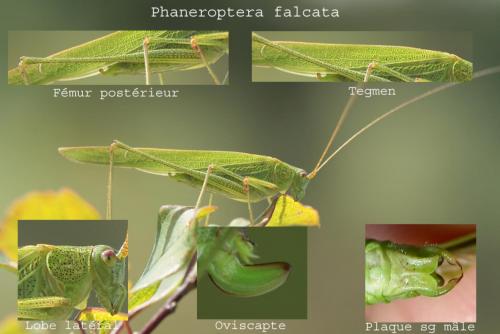 Phaneroptera falcata